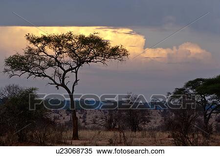 beauty, Central, acacia, Tarangire, Tanzania, blue, Africa View Large Photo Image Stock Photography - beauty, Central, acacia, Tarangire, Tanzania, blue, Africa. Fotosearch