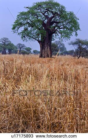 Stock Image - beauty, Central, baobab, afternoon, Tanzania, blue, Africa. Fotosearch