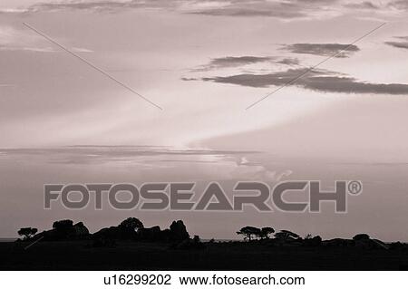 Stock Image - beauty, Central, Tanzania, Serengeti, National Park, black, Africa. Fotosearch