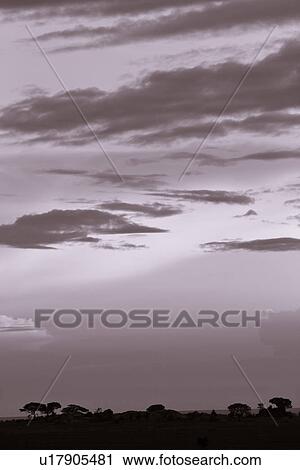 beauty, Central, Tanzania, Serengeti, National Park, black, Africa View Large Photo Image Stock Image - beauty, Central, Tanzania, Serengeti, National Park, black, Africa. Fotosearch