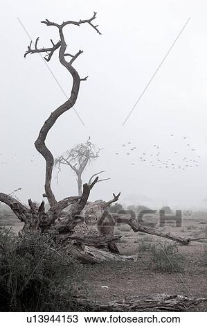 Stock Image - bird, African, beauty, Kenya, Amboseli, dawn, Africa. Fotosearch