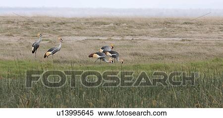 bird, African, Kenya, Gray Crowned Crane, Amboseli, black, Africa View Large Photo Image Stock Photography - bird, African, Kenya, Gray Crowned Crane, Amboseli, black, Africa. Fotosearch