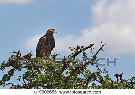 bird, African, Tawny Eagle, Masai Mara, Kenya, close up, Africa View Large Photo Image Stock Photography - bird, African, Tawny Eagle, Masai Mara, Kenya, close up, Africa. Fotosearch