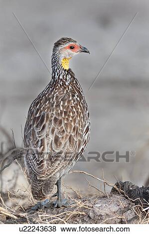 bird, African, Yellow-necked Spurfowl, Kenya, Amboseli, brown, Africa View Large Photo Image Stock Photo - bird, African, Yellow-necked Spurfowl, Kenya, Amboseli, brown, Africa. Fotosearch