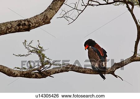 bird, Bateleur Eagle, Tarangire, Tanzania, Central, black, Africa View Large Photo Image Stock Photograph - bird, Bateleur Eagle, Tarangire, Tanzania, Central, black, Africa. Fotosearch