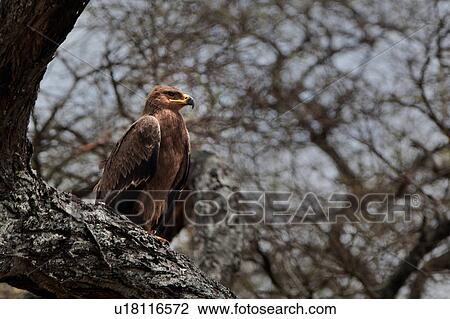 Stock Image - bird, Central, Tawny Eagle, Tarangire, Tanzania, close up, Africa. Fotosearch
