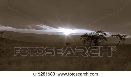 black, African, acacia, Lewa Downs, Kenya, blue, Africa View Large Photo Image Stock Image - black, African, acacia, Lewa Downs, Kenya, blue, Africa. Fotosearch