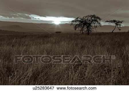 Stock Photo - black, African, acacia, Lewa Downs, Kenya, blue, Africa. Fotosearch