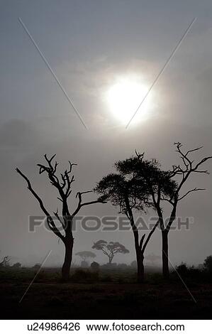 Stock Photograph - black, African, beauty, Kenya, Amboseli, dawn, Africa. Fotosearch