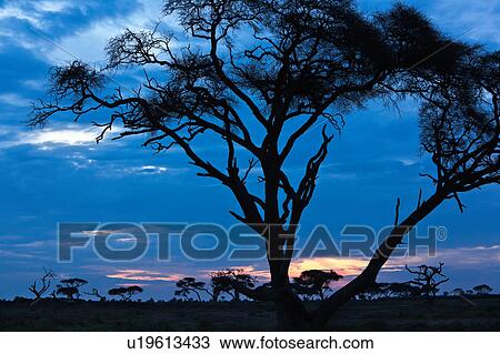 Stock Image - blue, African, acacia, Kenya, Amboseli, Africa. Fotosearch