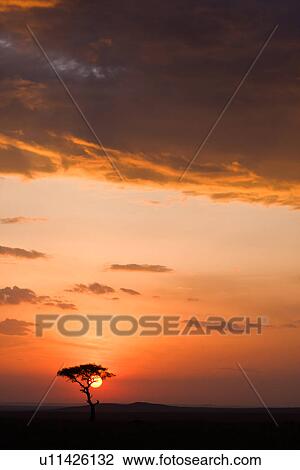 Stock Image - blue, African, acacia, Masai Mara, Kenya, clouds, Africa. Fotosearch