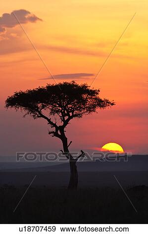 Stock Photo - blue, African, acacia, Masai Mara, Kenya, clouds, Africa. Fotosearch