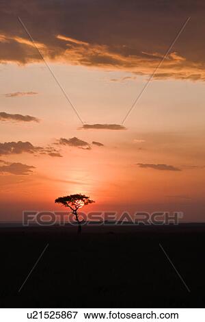 Stock Photo - blue, African, acacia, Masai Mara, Kenya, clouds, Africa. Fotosearch