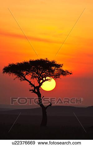 Stock Photo - blue, African, acacia, Masai Mara, Kenya, clouds, Africa. Fotosearch