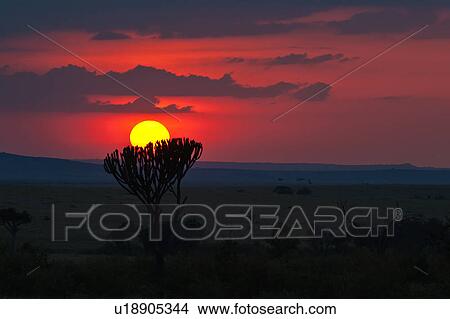 blue, African, beauty, Masai Mara, Kenya, cactus, Africa View Large Photo Image Picture - blue, African, beauty, Masai Mara, Kenya, cactus, Africa. Fotosearch
