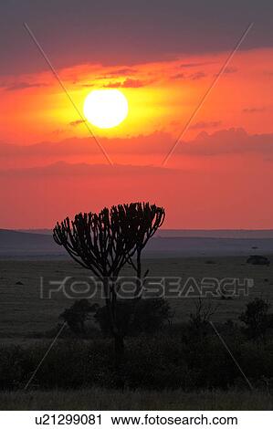Stock Image - blue, African, beauty, Masai Mara, Kenya, cactus, Africa. Fotosearch