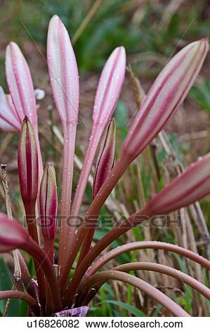 buds, African lily, Tarangire, Tanzania, Central, close up, Africa View Large Photo Image Stock Image - buds, African lily, Tarangire, Tanzania, Central, close up, Africa. Fotosearch