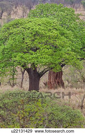 bushes, Central, baobab, Tarangire, Tanzania, Africa View Large Photo Image Stock Photo - bushes, Central, baobab, Tarangire, Tanzania, Africa. Fotosearch