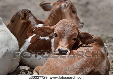Stock Photo - calves, African, calf, Kenya, Amboseli, cattle, Africa. Fotosearch
