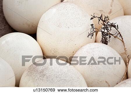 close up, African, bird, Kenya, Amboseli, closeup, Africa View Large Photo Image Stock Photo - close up, African, bird, Kenya, Amboseli, closeup, Africa. Fotosearch