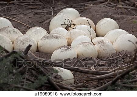 close up, African, bird, Kenya, Amboseli, closeup, Africa View Large Photo Image Stock Photo - close up, African, bird, Kenya, Amboseli, closeup, Africa. Fotosearch