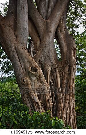 close up, Central, bark, Tanzania, Manyara, closeup, Africa View Large Photo Image Stock Photography - close up, Central, bark, Tanzania, Manyara, closeup, Africa. Fotosearch
