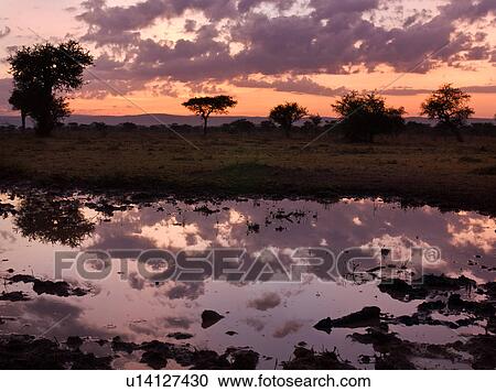 colorful, African, acacia, Masai Mara, Kenya, Africa View Large Photo Image Stock Image - colorful, African, acacia, Masai Mara, Kenya, Africa. Fotosearch