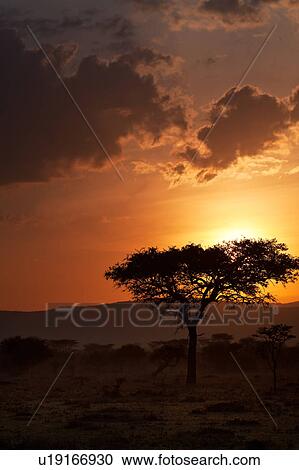Stock Image - colorful, African, acacia, Masai Mara, Kenya, Africa. Fotosearch