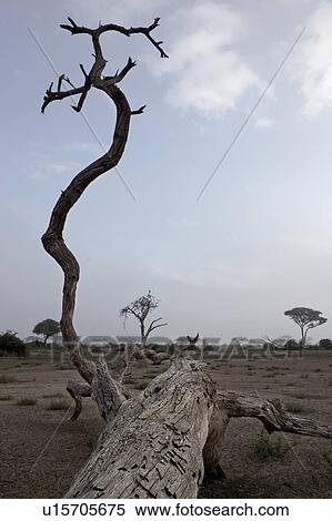 Stock Photography - dawn, African, beauty, Kenya, Amboseli, daytime, Africa. Fotosearch