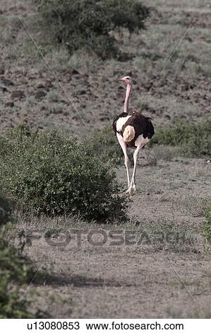 Stock Image - desaturated, African, bird, Kenya, Amboseli, destination, Africa. Fotosearch