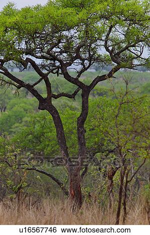 Stock Photograph - destination, Central, acacia, Tarangire, Tanzania, environment, Africa. Fotosearch