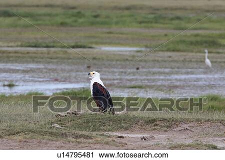 Great White Egret, African, Great Egret, Fish Eagle, Amboseli, Kenya, Africa View Large Photo Image Stock Image - Great White Egret, African, Great Egret, Fish Eagle, Amboseli, Kenya, Africa. Fotosearch