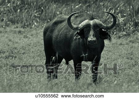 Lewa Downs, African, Kenya, Cape Buffalo, Buffalo, action, Africa View Large Photo Image Stock Image - Lewa Downs, African, Kenya, Cape Buffalo, Buffalo, action, Africa. Fotosearch
