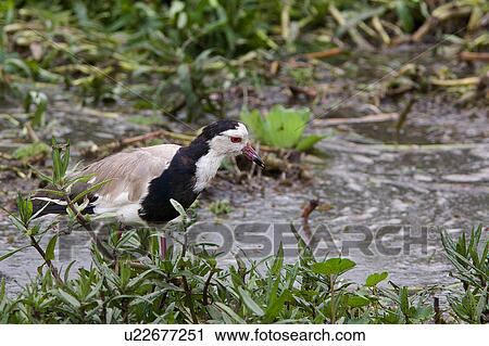 Long-Toed Plover, African, Long, Kenya, Amboseli, bird, Africa View Large Photo Image Stock Image - Long-Toed Plover, African, Long, Kenya, Amboseli, bird, Africa. Fotosearch