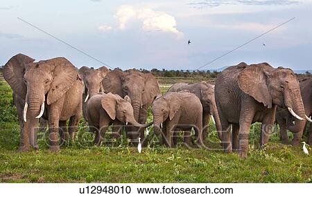 Masai, African, Maasai, Kenya, Amboseli, Nilote, Africa View Large Photo Image Stock Image - Masai, African, Maasai, Kenya, Amboseli, Nilote, Africa. Fotosearch