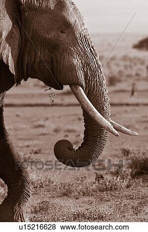 Stock Photo - Masai, African, Maasai, Kenya, Amboseli, Nilote, Africa. Fotosearch