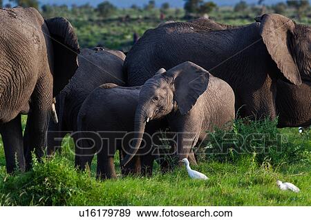 Masai, African, Maasai, Kenya, Amboseli, Nilote, Africa View Large Photo Image Stock Photo - Masai, African, Maasai, Kenya, Amboseli, Nilote, Africa. Fotosearch