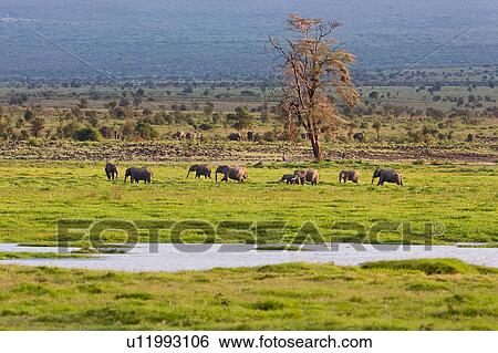 Stock Photograph - Masai, African, Maasai, Kenya, Amboseli, Nilote, Africa. Fotosearch