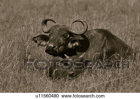 Masai Mara, African, Kenya, Cape Buffalo, Buffalo, action, Africa View Large Photo Image Stock Image - Masai Mara, African, Kenya, Cape Buffalo, Buffalo, action, Africa. Fotosearch