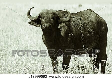 Stock Image - Masai Mara, African, Kenya, Cape Buffalo, Buffalo, action, Africa. Fotosearch