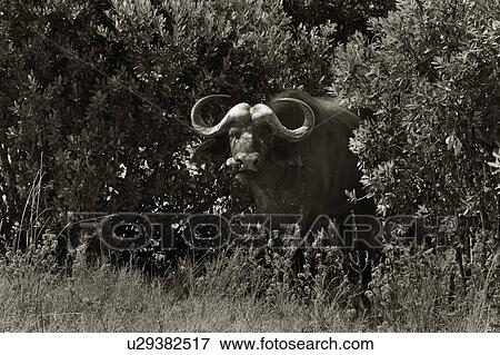 Masai Mara, African, Kenya, Cape Buffalo, Buffalo, action, Africa View Large Photo Image Stock Photo - Masai Mara, African, Kenya, Cape Buffalo, Buffalo, action, Africa. Fotosearch