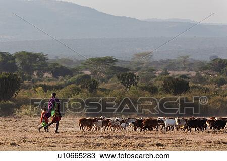 Masai Mara, African, Masai, Maasai, Kenya, Nilote, Africa View Large Photo Image Stock Image - Masai Mara, African, Masai, Maasai, Kenya, Nilote, Africa. Fotosearch