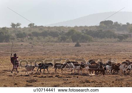Masai Mara, African, Masai, Maasai, Kenya, Nilote, Africa View Large Photo Image Stock Image - Masai Mara, African, Masai, Maasai, Kenya, Nilote, Africa. Fotosearch