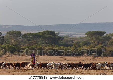 Stock Image - Masai Mara, African, Masai, Maasai, Kenya, Nilote, Africa. Fotosearch