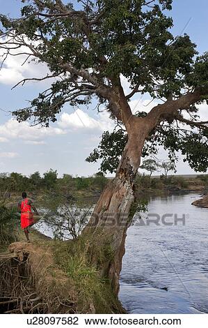 Masai Mara, African, Masai, Maasai, Kenya, Nilote, Africa View Large Photo Image Stock Image - Masai Mara, African, Masai, Maasai, Kenya, Nilote, Africa. Fotosearch