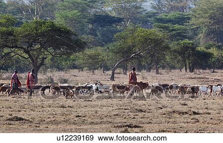 Masai Mara, African, Masai, Maasai, Kenya, Nilote, Africa View Large Photo Image Stock Photo - Masai Mara, African, Masai, Maasai, Kenya, Nilote, Africa. Fotosearch