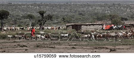 Masai Mara, African, Masai, Maasai, Kenya, Nilote, Africa View Large Photo Image Stock Photo - Masai Mara, African, Masai, Maasai, Kenya, Nilote, Africa. Fotosearch