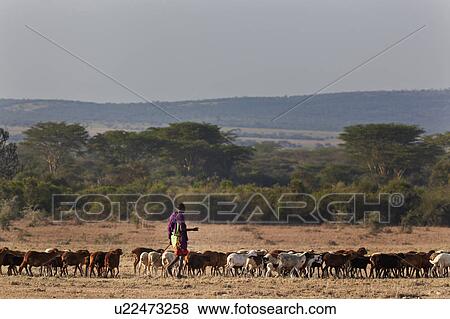 Masai Mara, African, Masai, Maasai, Kenya, Nilote, Africa View Large Photo Image Stock Photo - Masai Mara, African, Masai, Maasai, Kenya, Nilote, Africa. Fotosearch