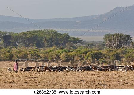 Masai Mara, African, Masai, Maasai, Kenya, Nilote, Africa View Large Photo Image Stock Photo - Masai Mara, African, Masai, Maasai, Kenya, Nilote, Africa. Fotosearch