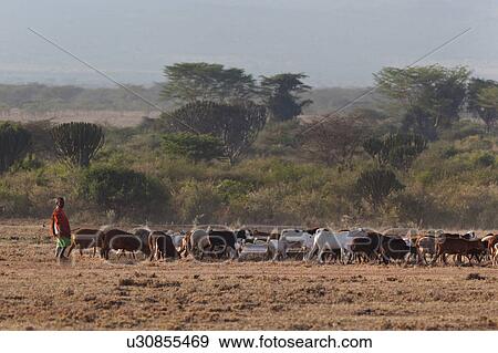 Stock Photo - Masai Mara, African, Masai, Maasai, Kenya, Nilote, Africa. Fotosearch